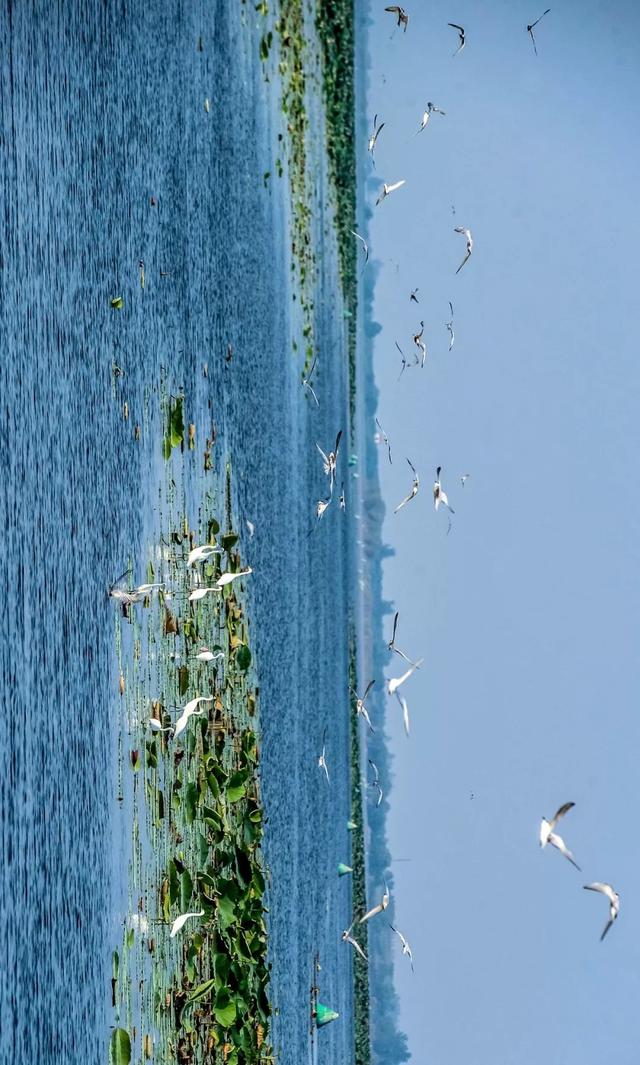 湖北，主要靠气质