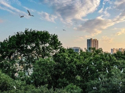 海报丨崇阳：夏至悠长处 绿浪载丰年